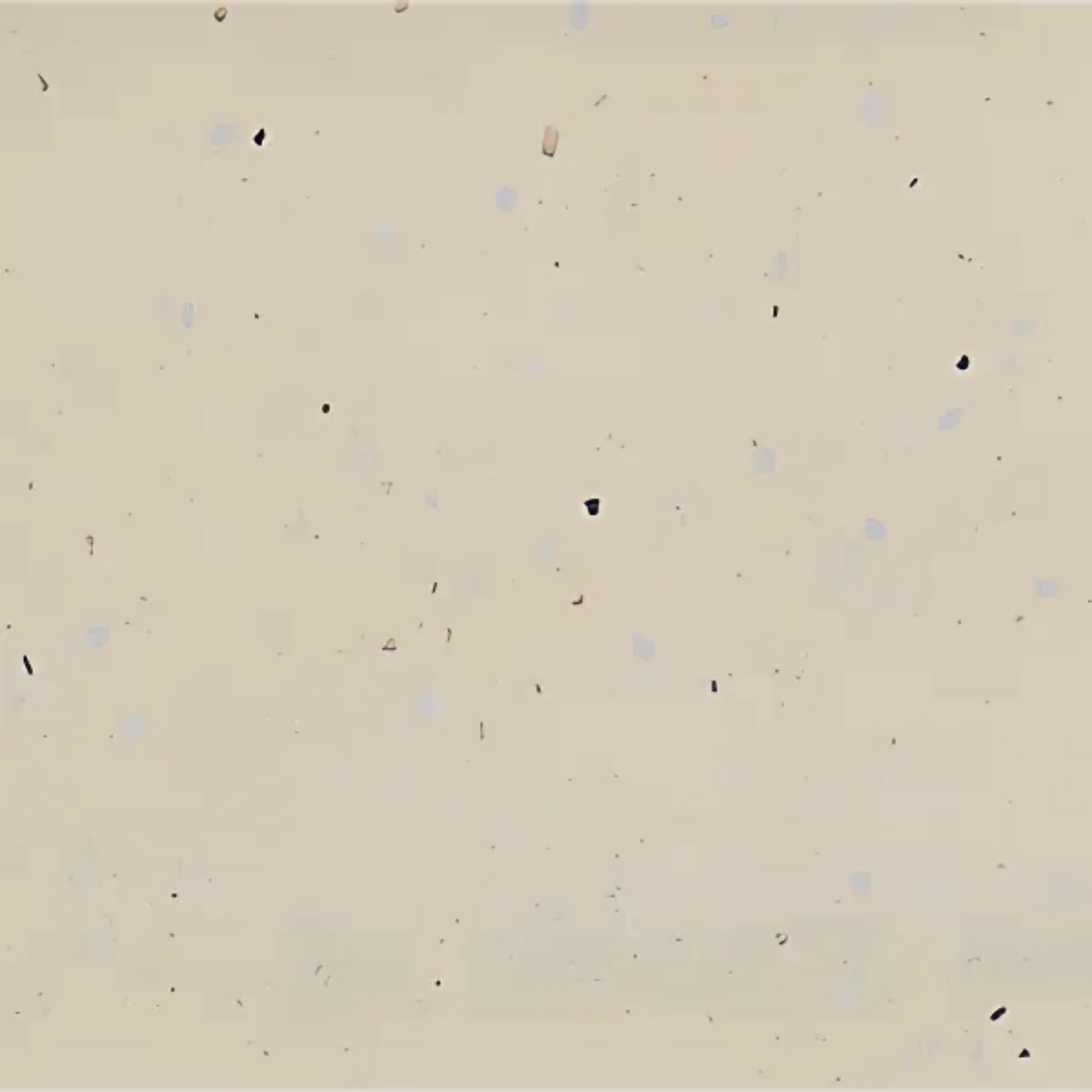 PIETRA BIANCA VANILLA BEAN STONE SAMPLE